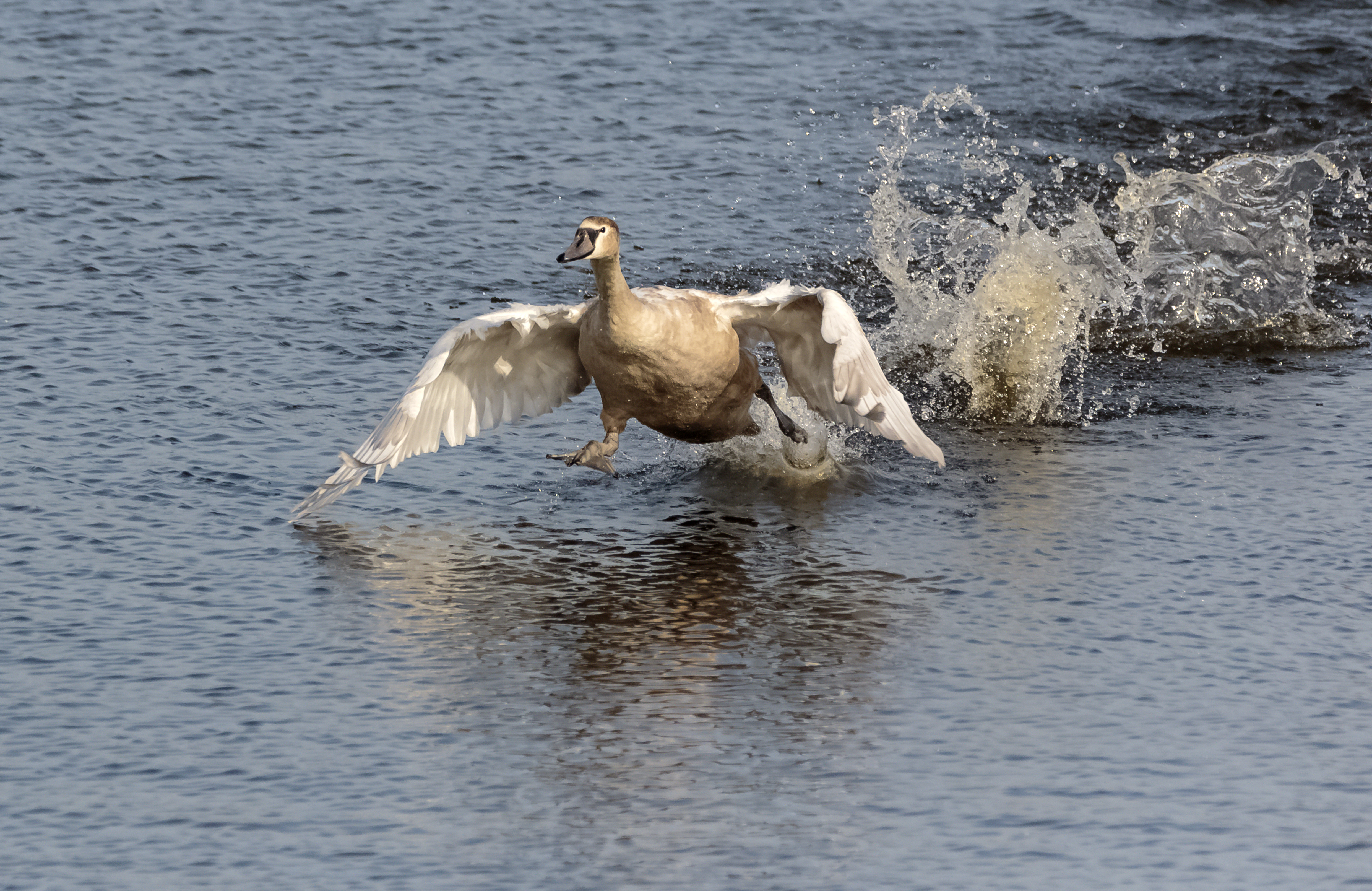 Flying cygnets