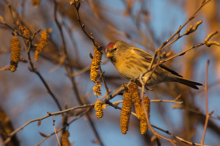 Lesser Repoll and Siskin feeding on Alders trees