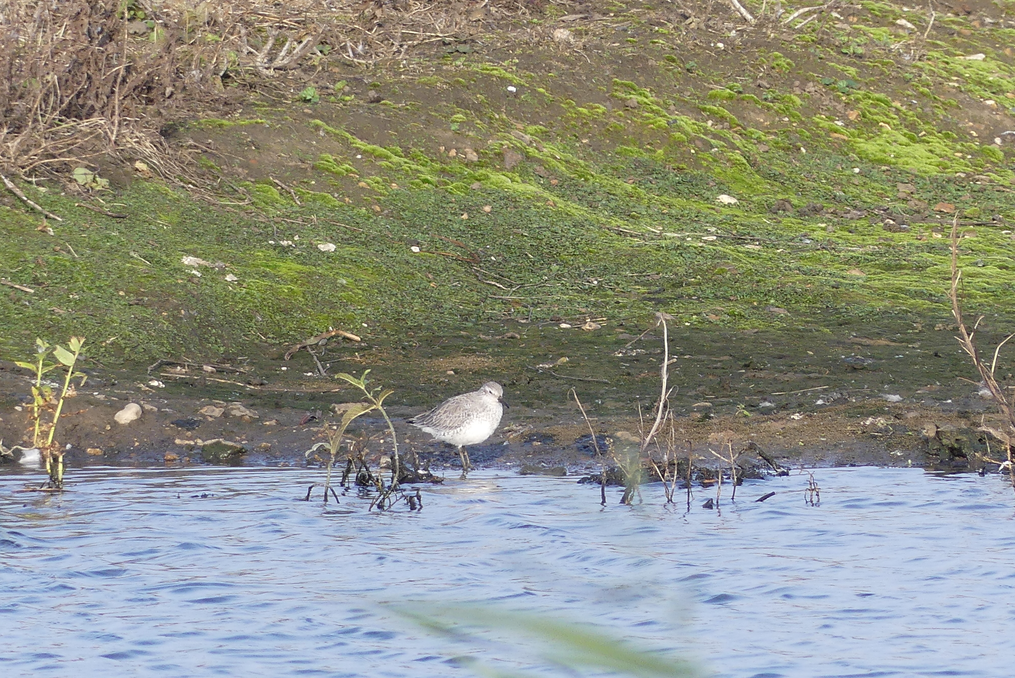 Bittern Knot and Water Pipit all on our main lake