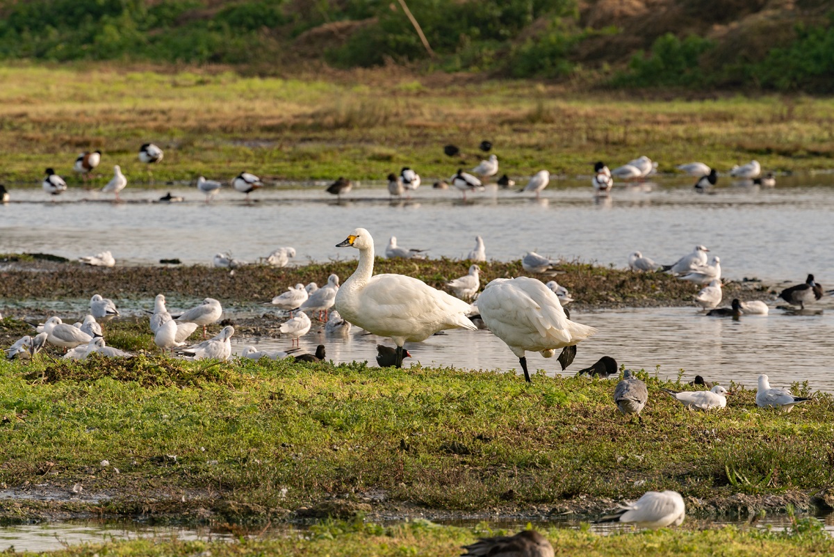 The Bewick's are back!