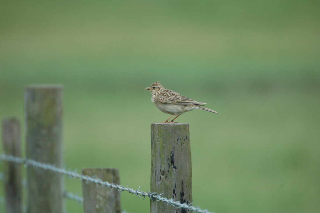 Migrant Skylark, Chaffinch and Redwing passing through  