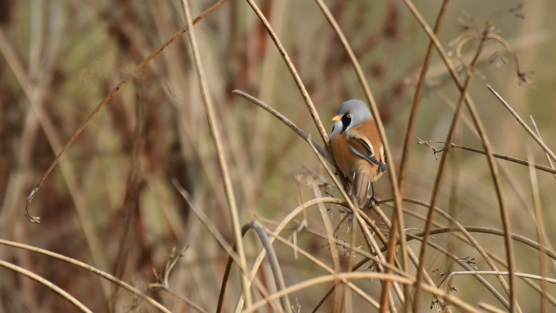 Redpoll and Bearded Tits in wildside