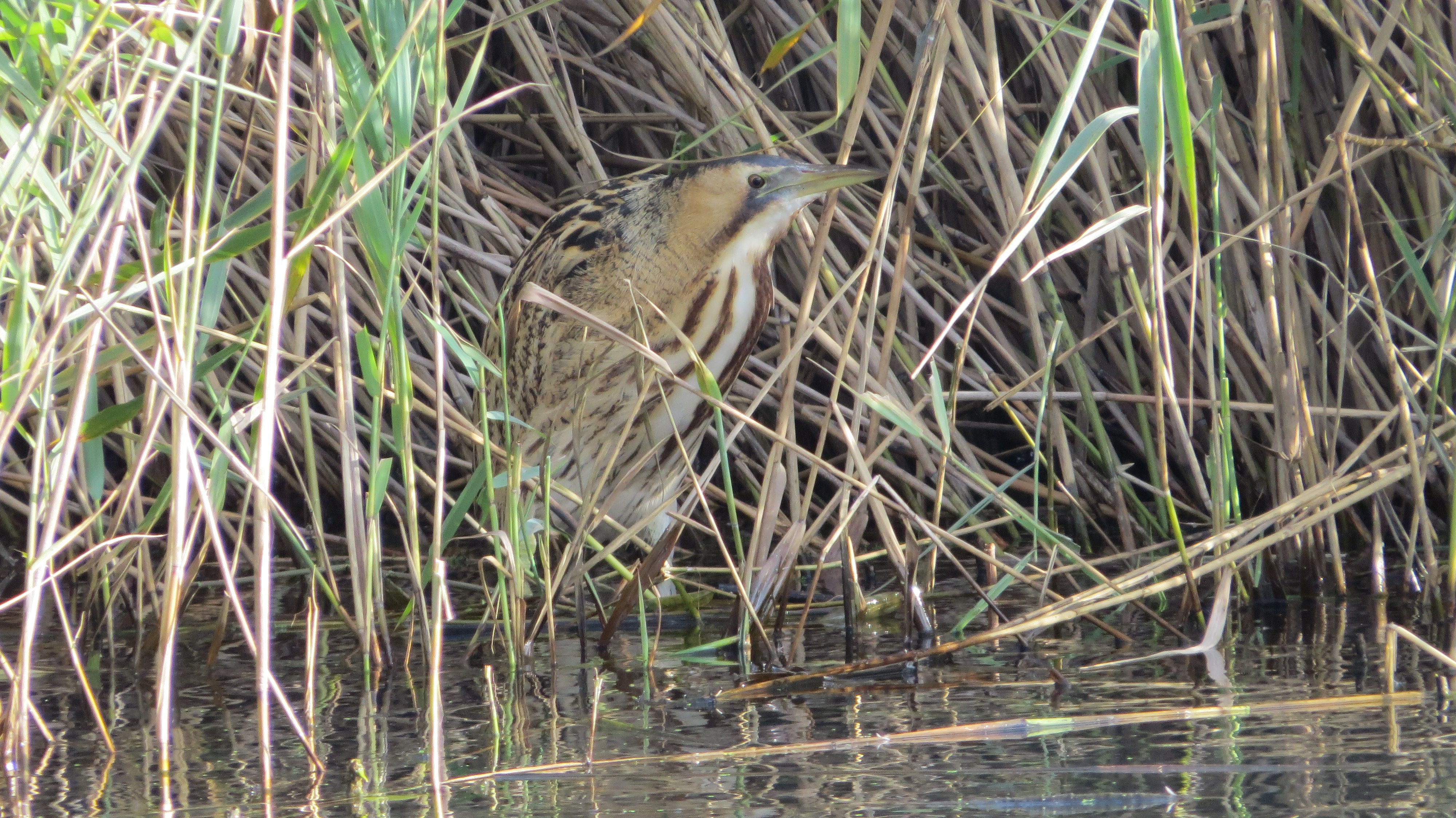 3 Bittern showing well in the sun 