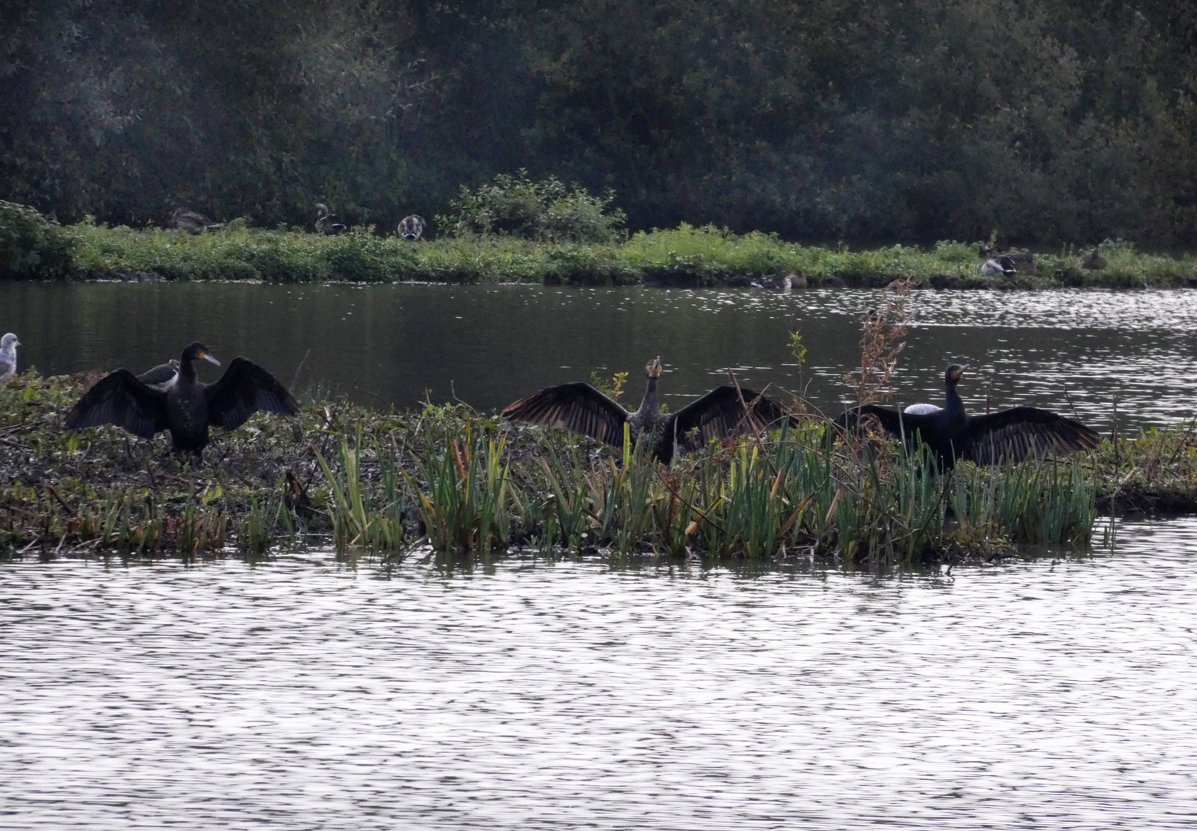 Cormorant numbers high