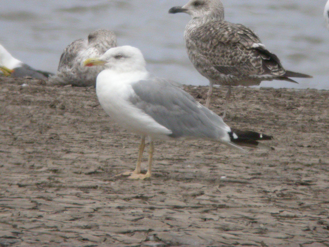 Yellow-legged Gull on the marsh