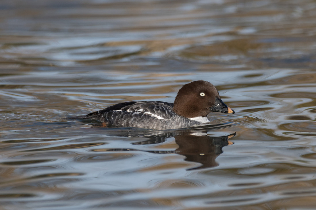 Caspian Gull and Goldeneye on main lake