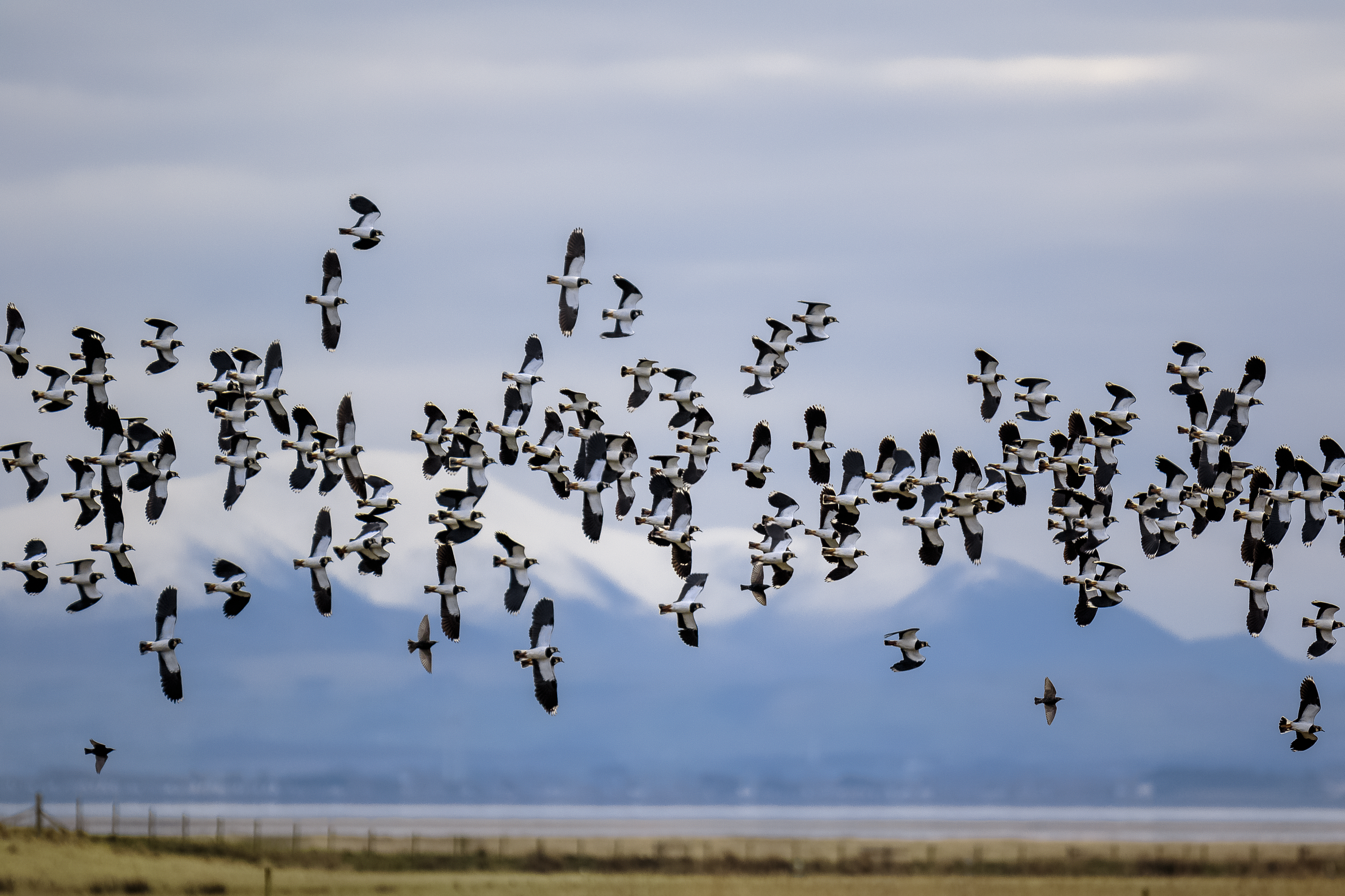 Good weather for Waders...again!