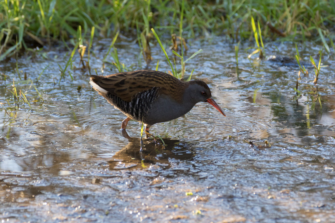 Water Rails calling from the reedbeds