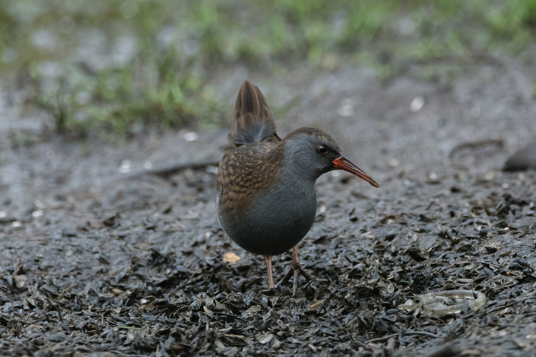 Wildlife sightings for 3rd November 2020