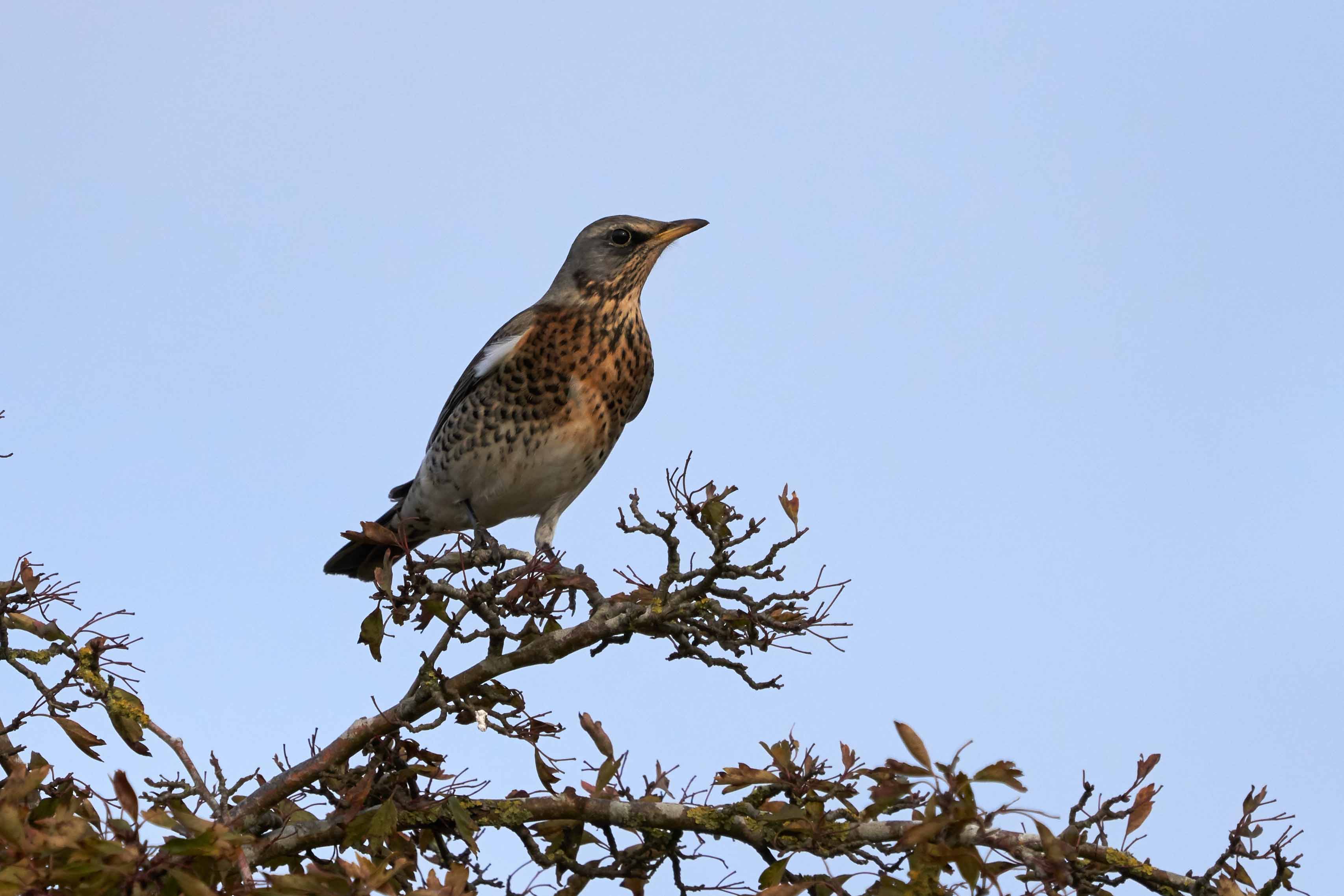 Fieldfare perched on a tree