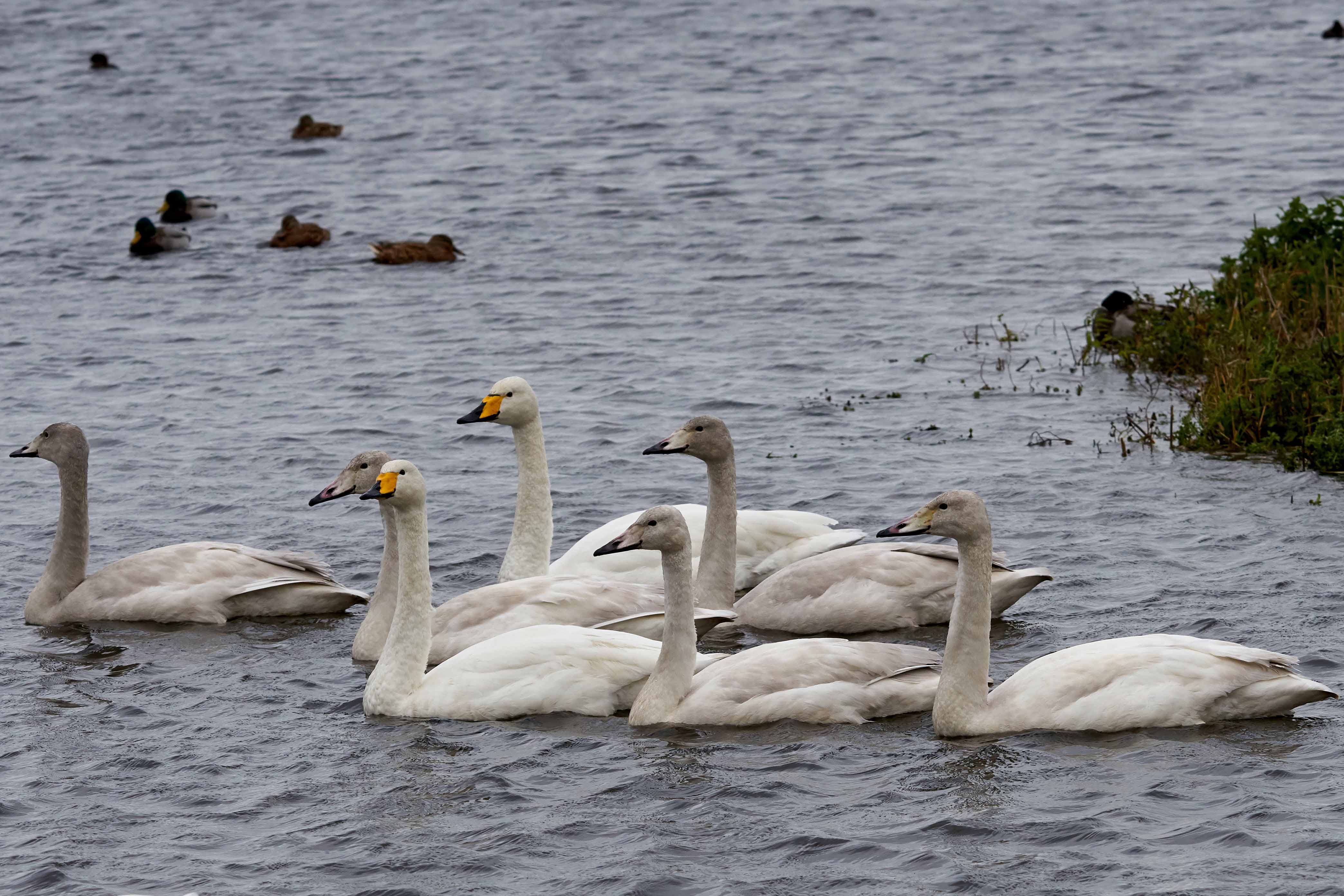 Welney Sightings - 28/02/2021