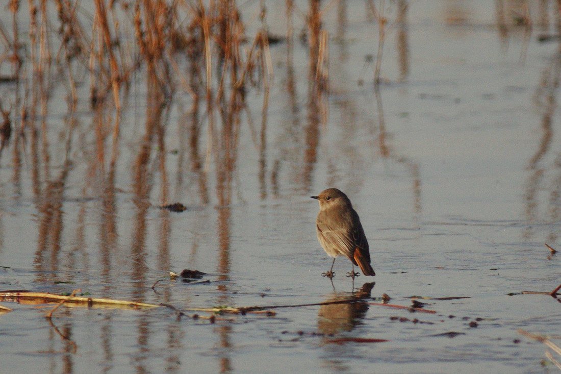 Meadow Pipits and Redwings migrating overhead