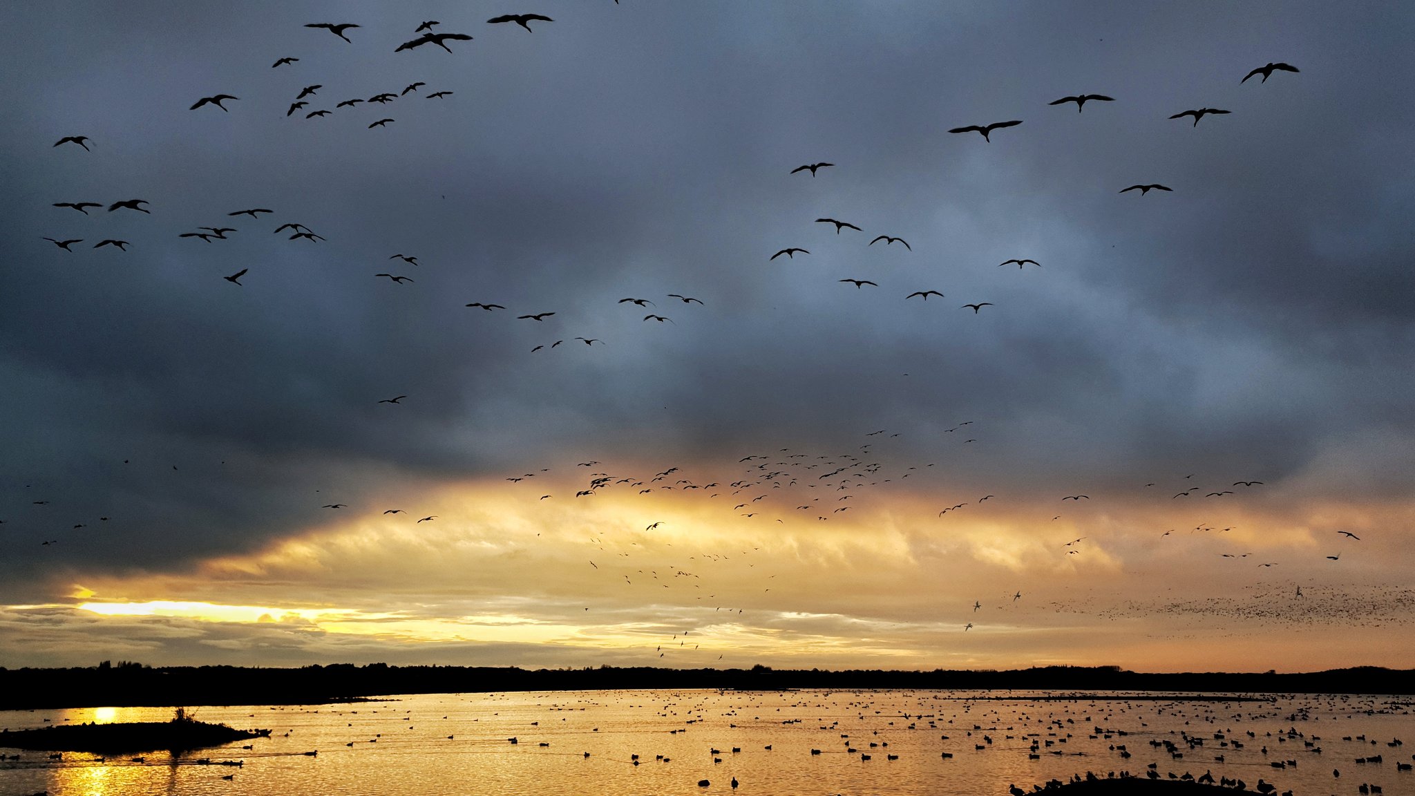 1000+ Whooper Swan