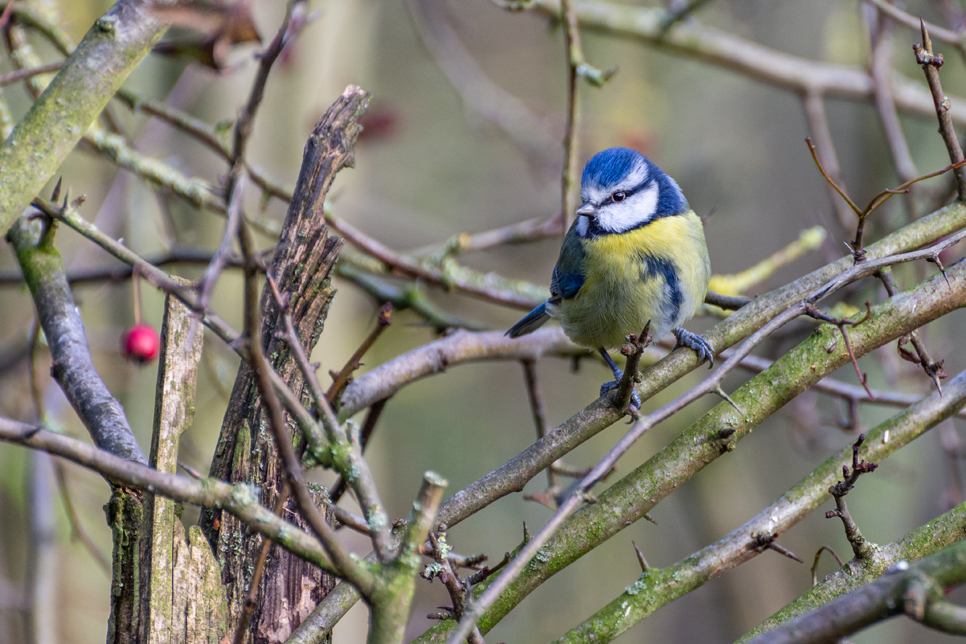 Wildlife Sightings - 16/12/19