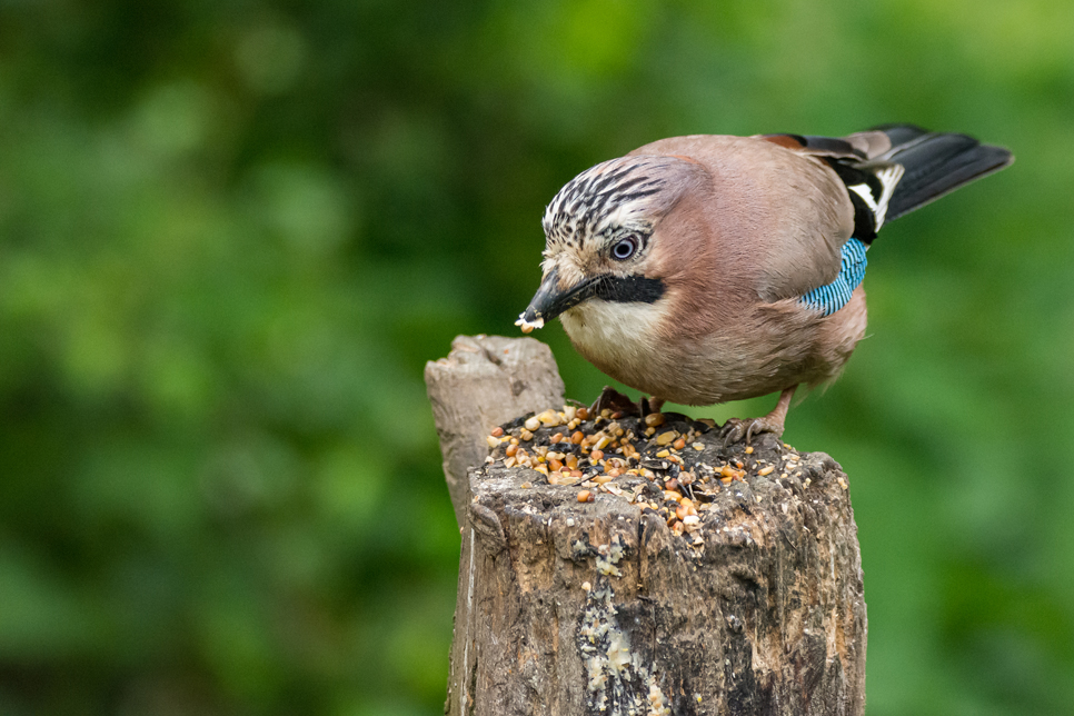 Wildlife Sightings 31/07/2023