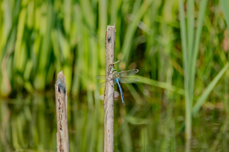 Dragonfly - Ian Henderson.jpg