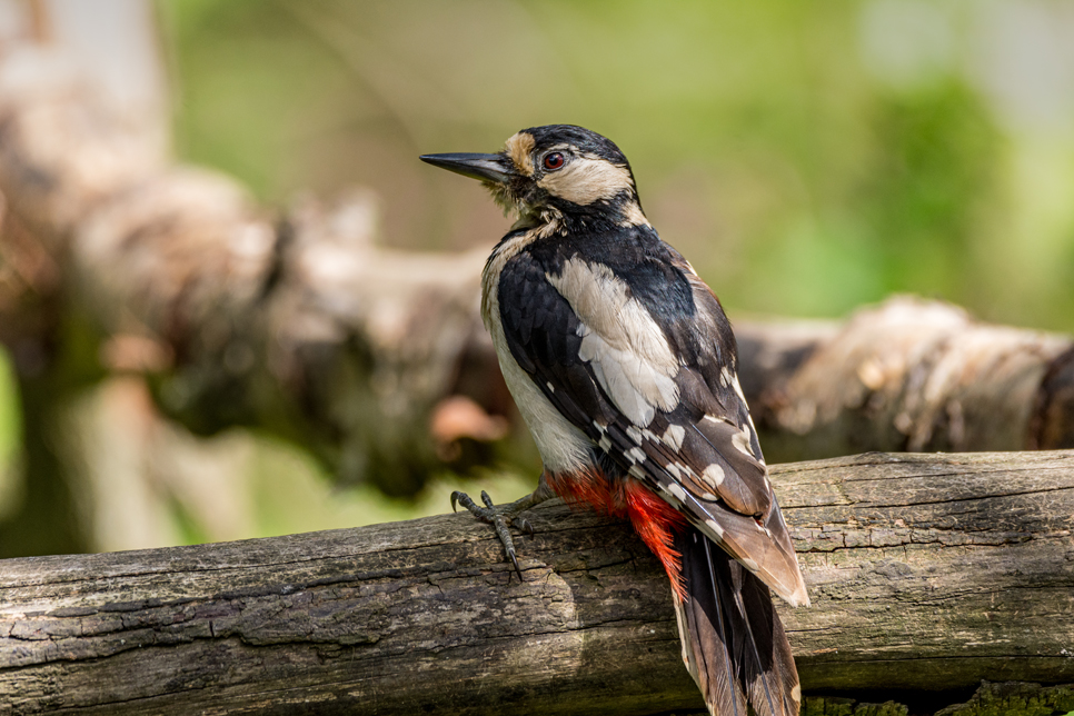 Wildlife Sightings - 10/05/21