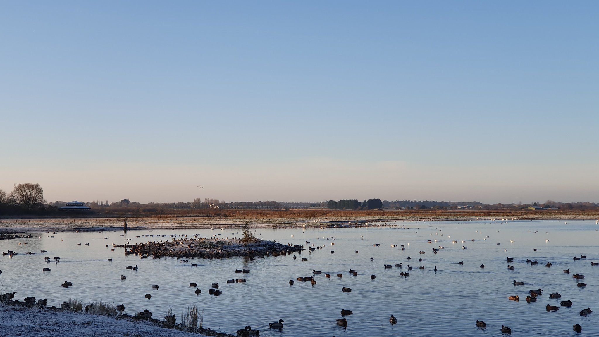 Male Hen Harrier and Goosanders