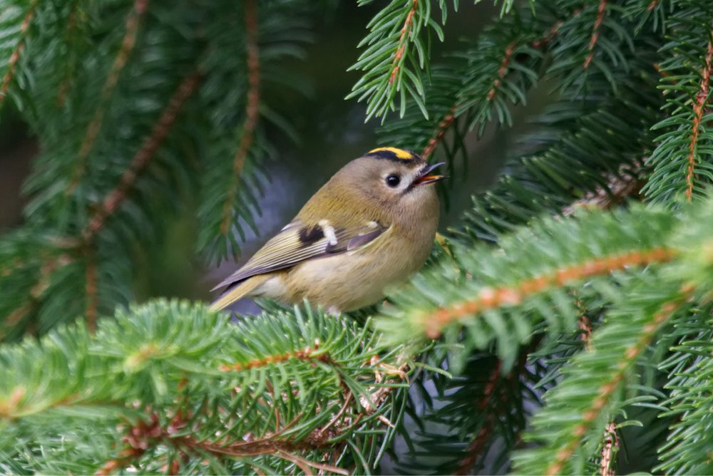 Recent Sightings - 2nd December 2019