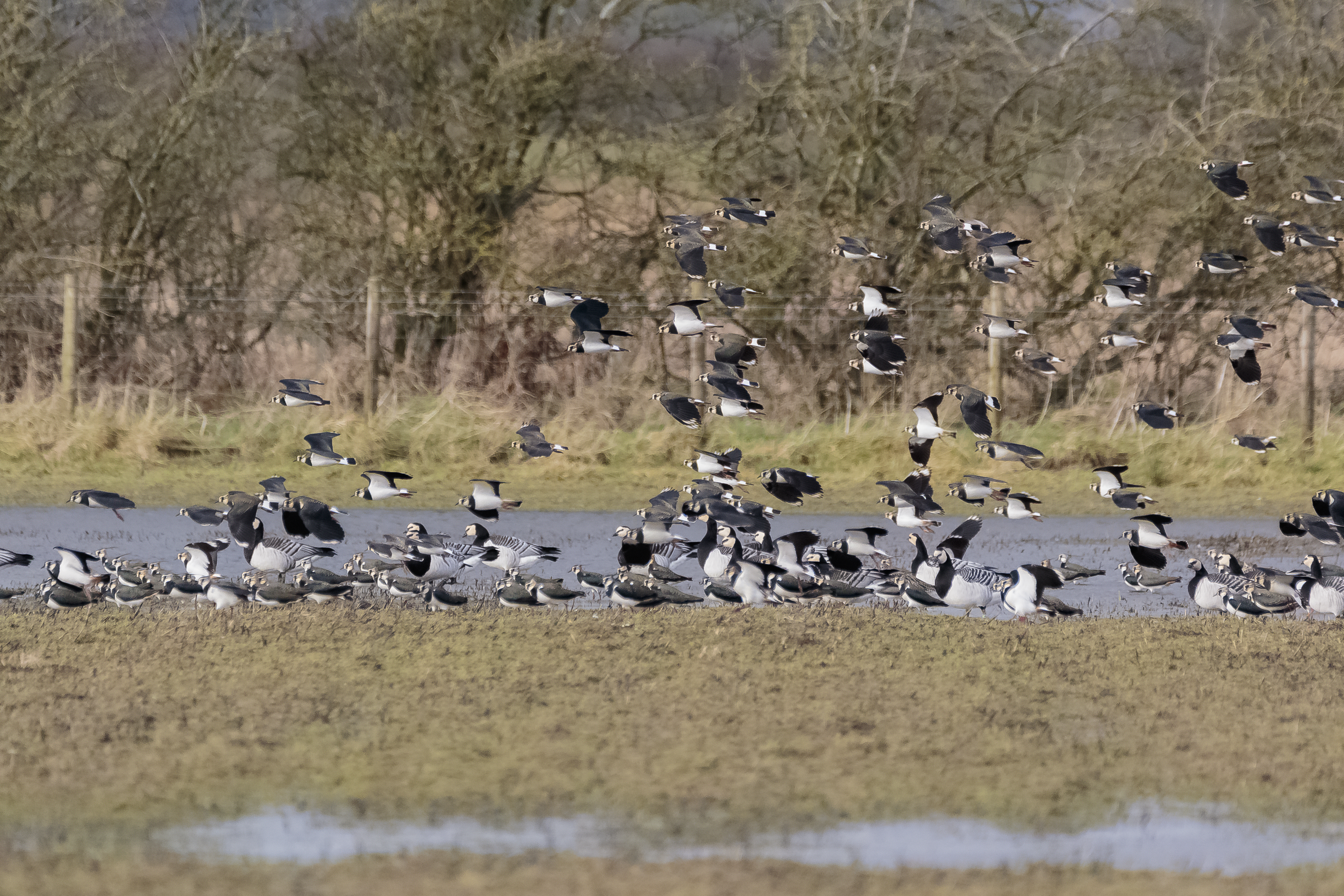 Wonderful Wetland