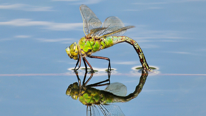 Emperor dragonfly on water