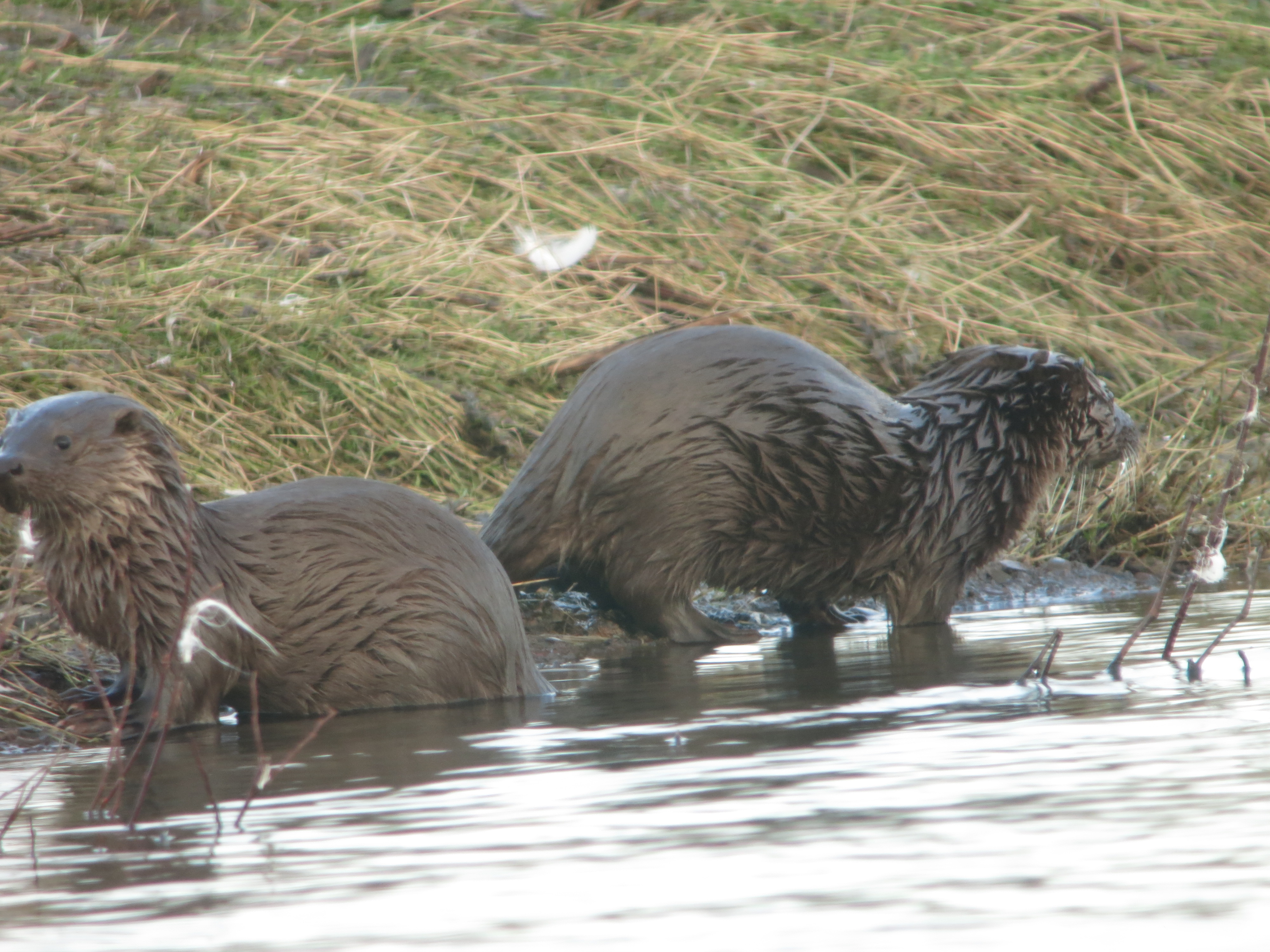 Otters, Goldeneye and Bullfinches