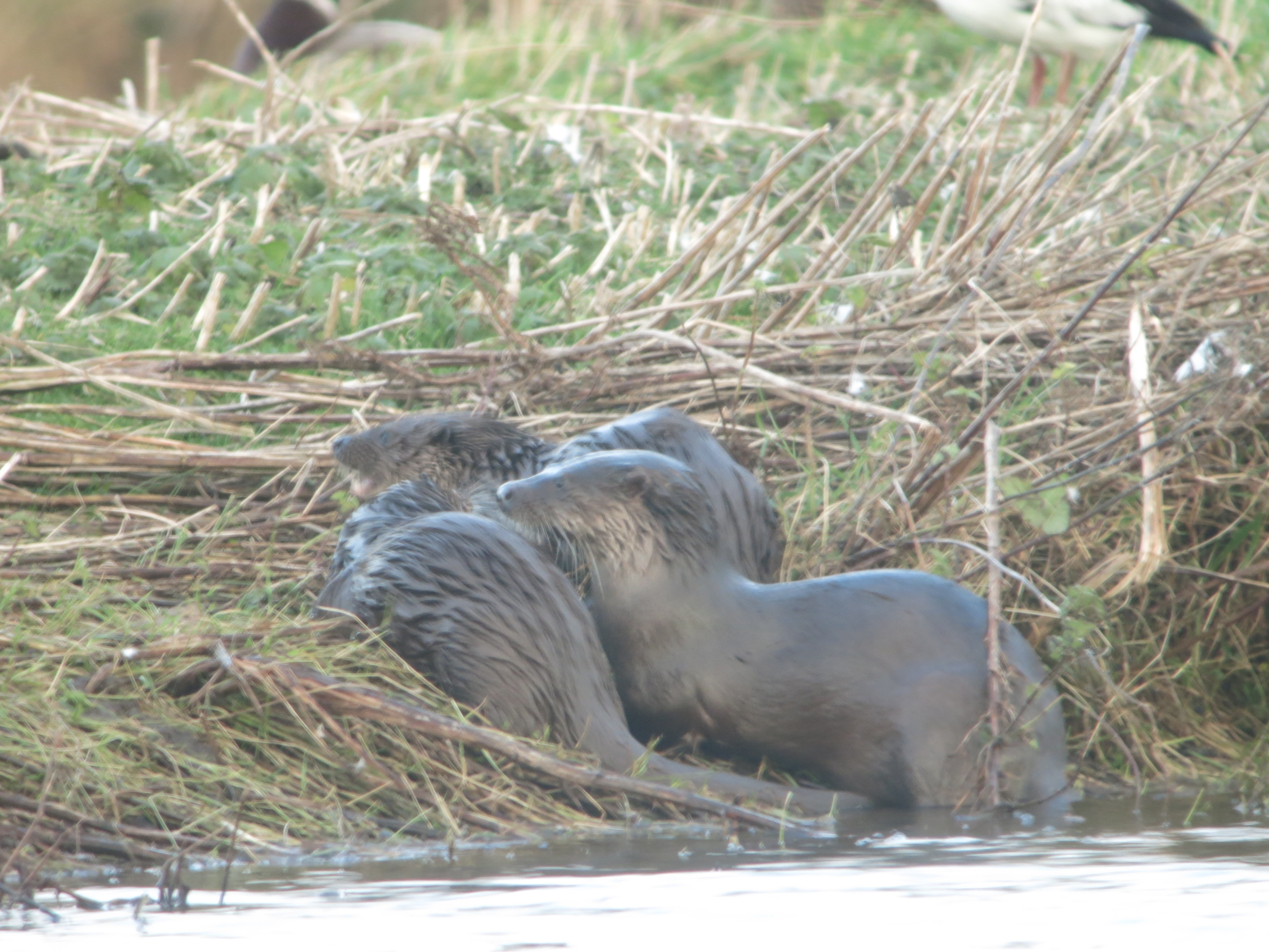 Goldcrest, Bullfinch and Otters