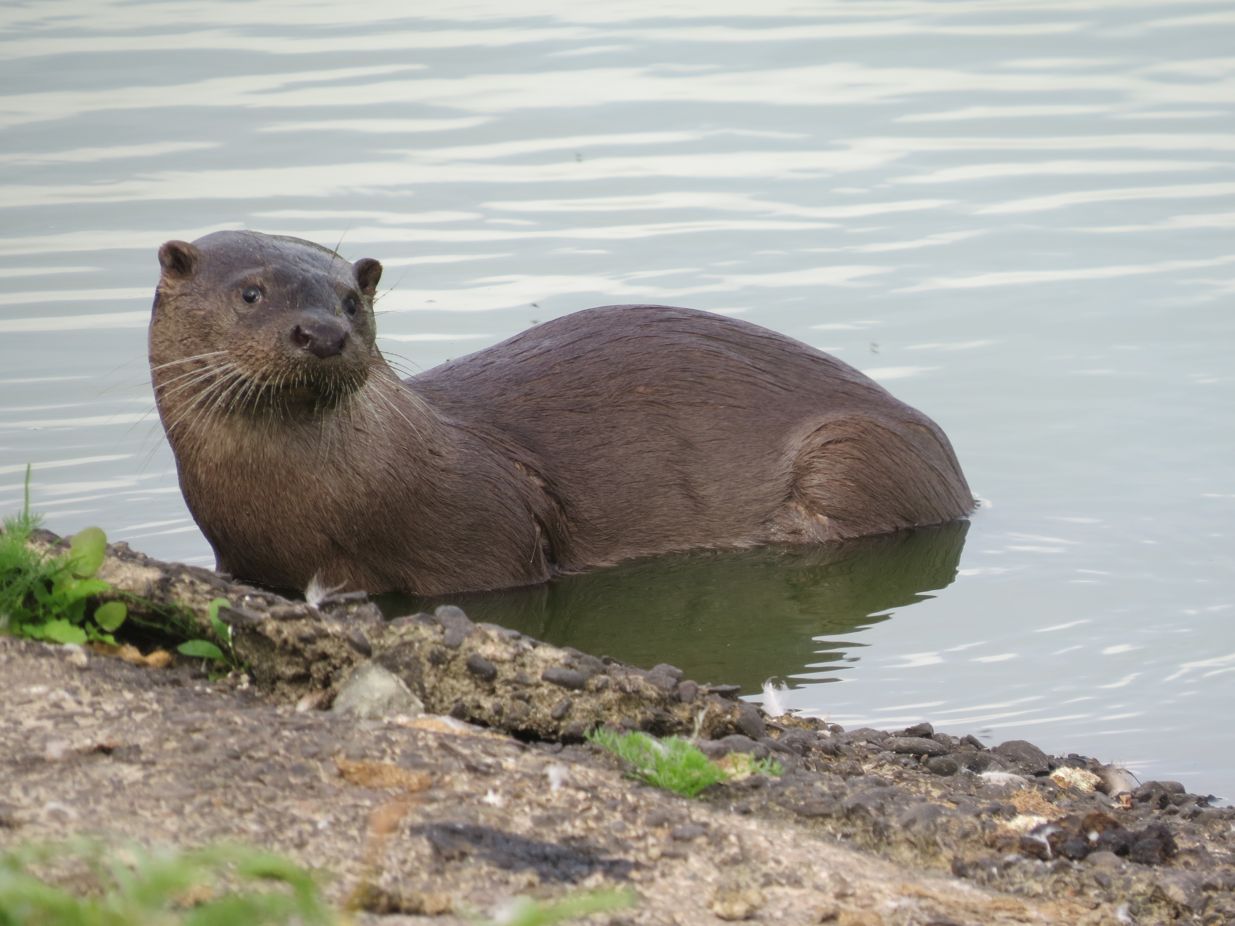 The otter cubs are getting ready for Christmas!