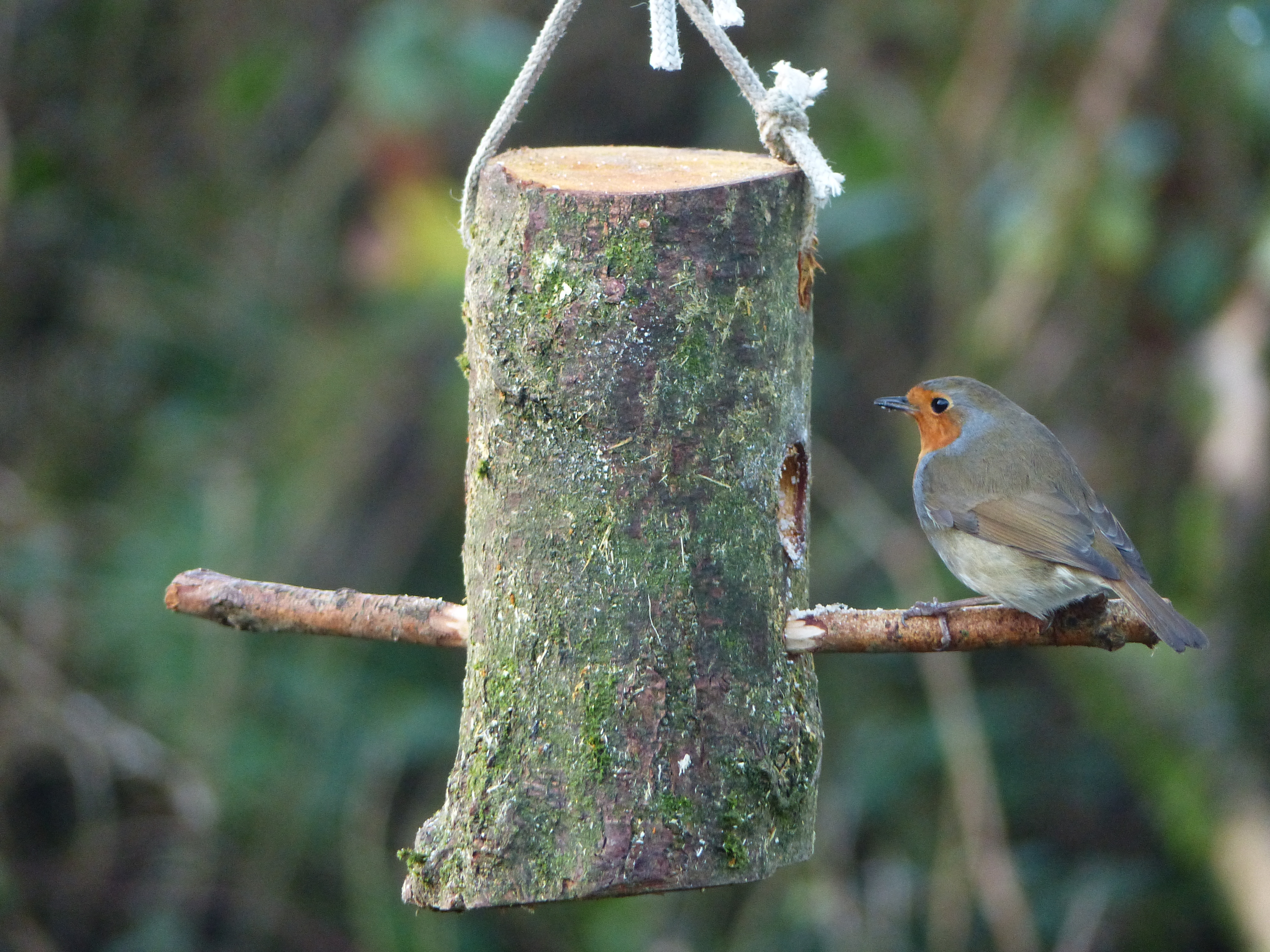 Festive Greetings from all at Caerlaverock