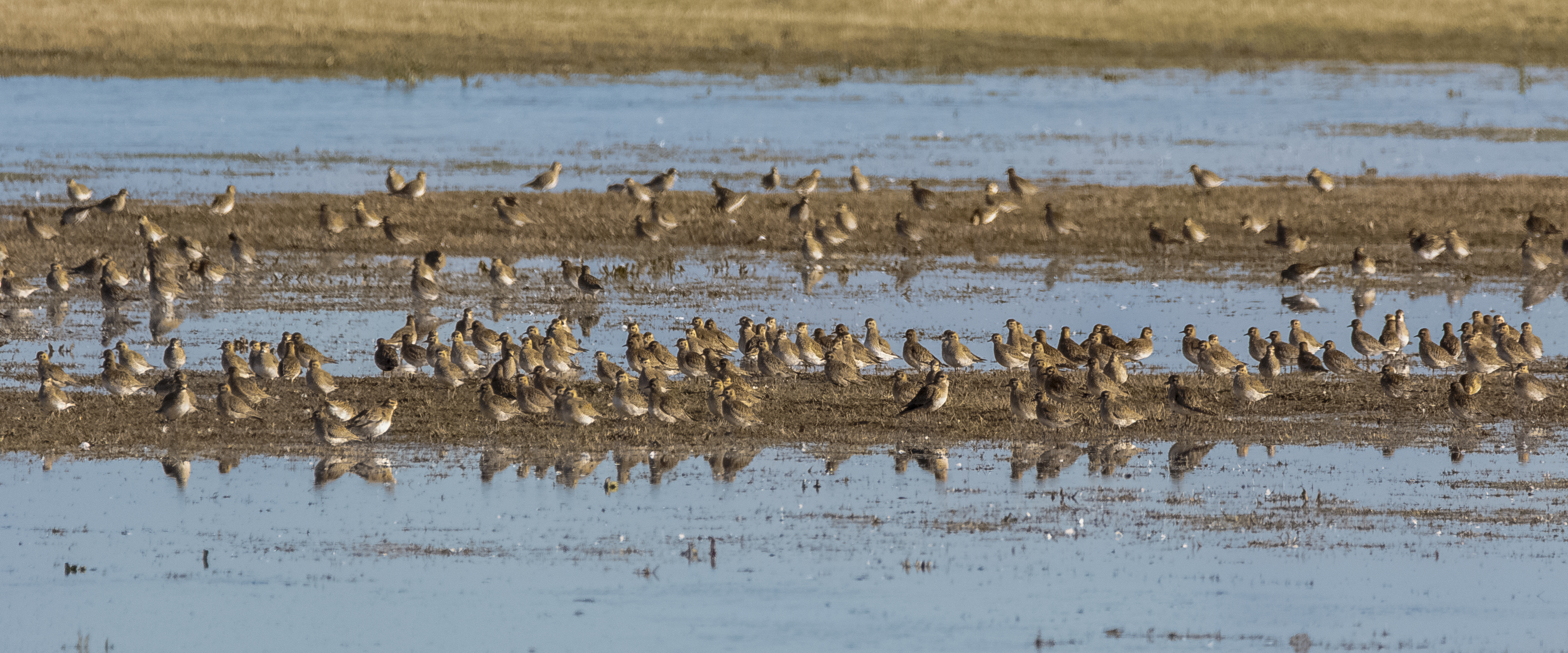 Little Stint the highlight