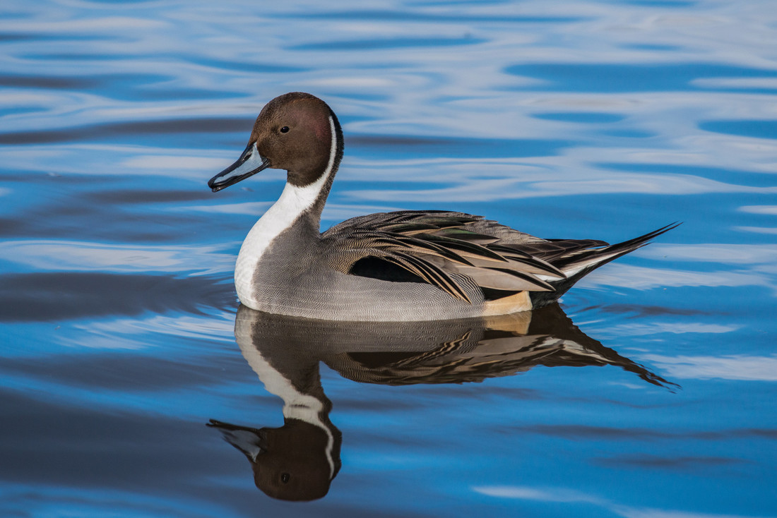 Wetland Bird Survey (WeBS Count) 21 February 2022