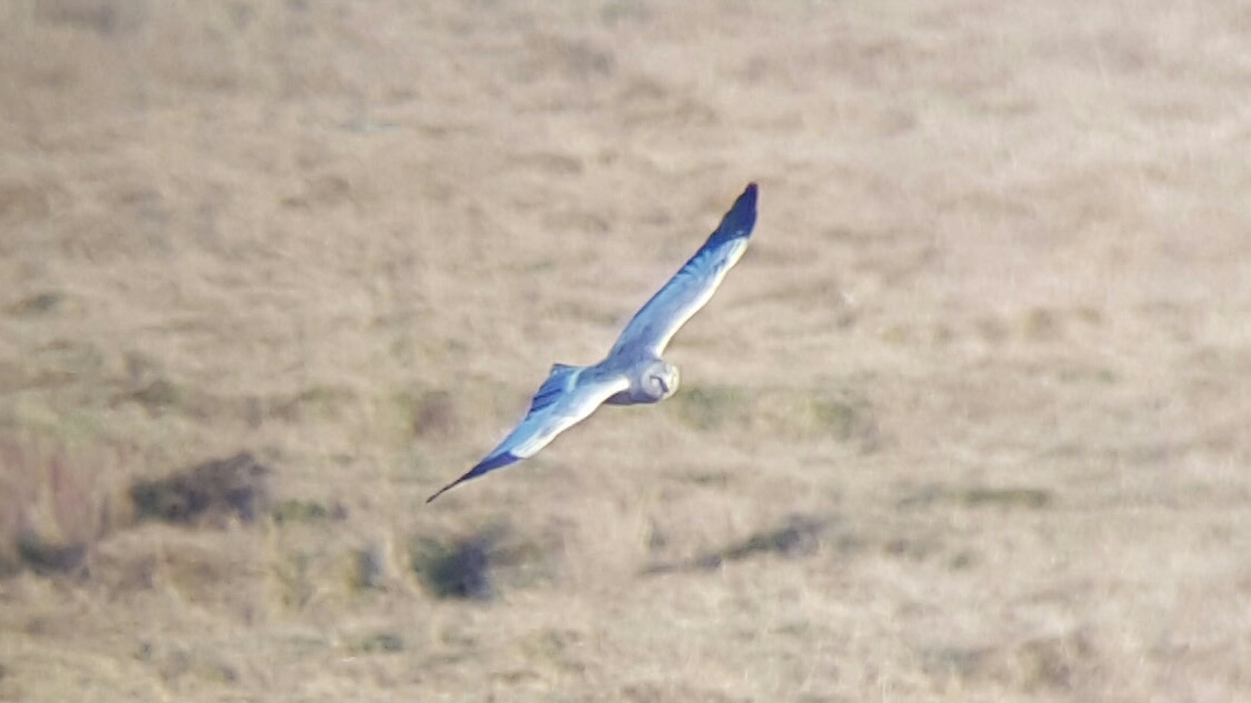 Otters, Harriers and Yellowhammers