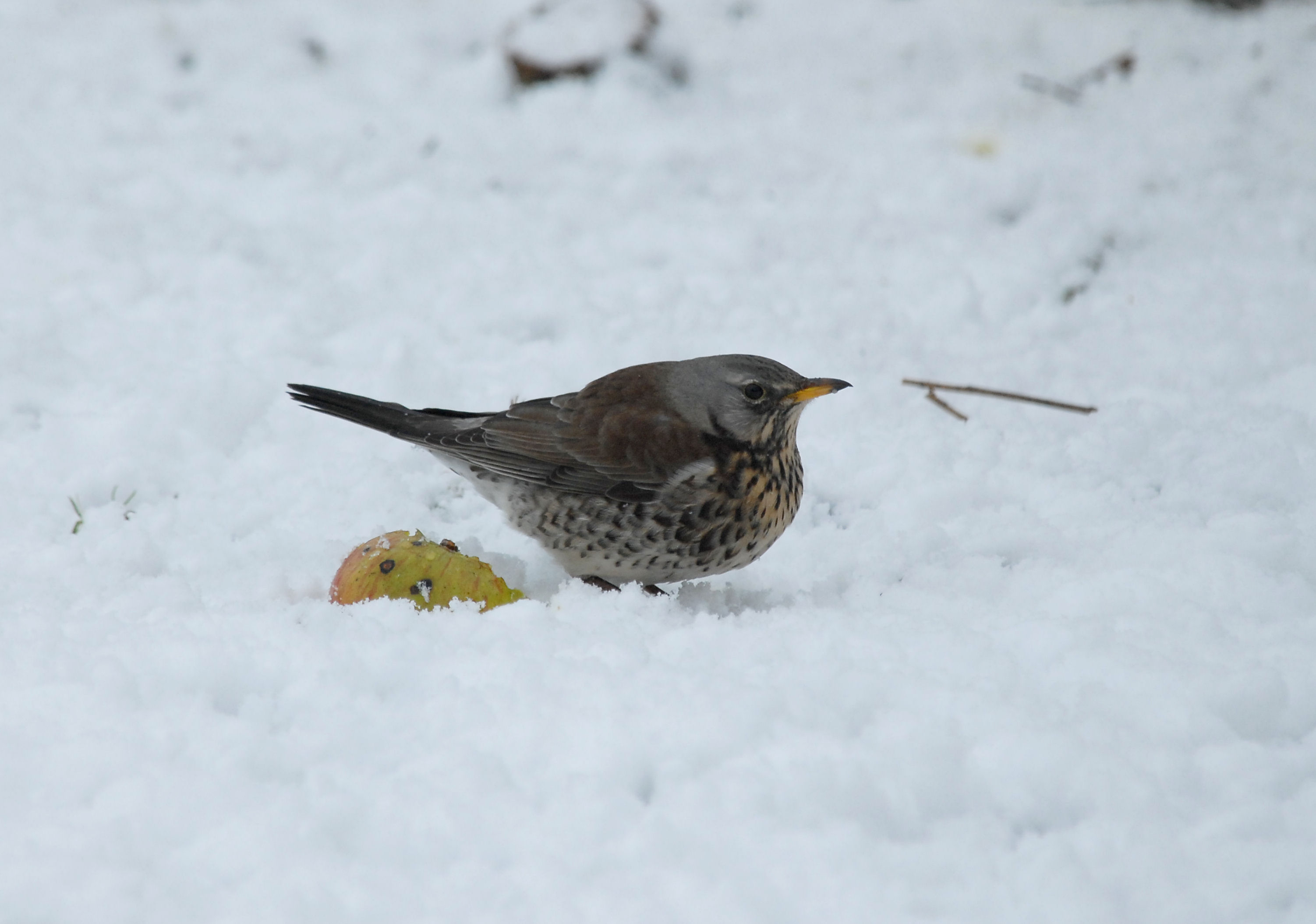 Recent Sightings - 6th January 2020