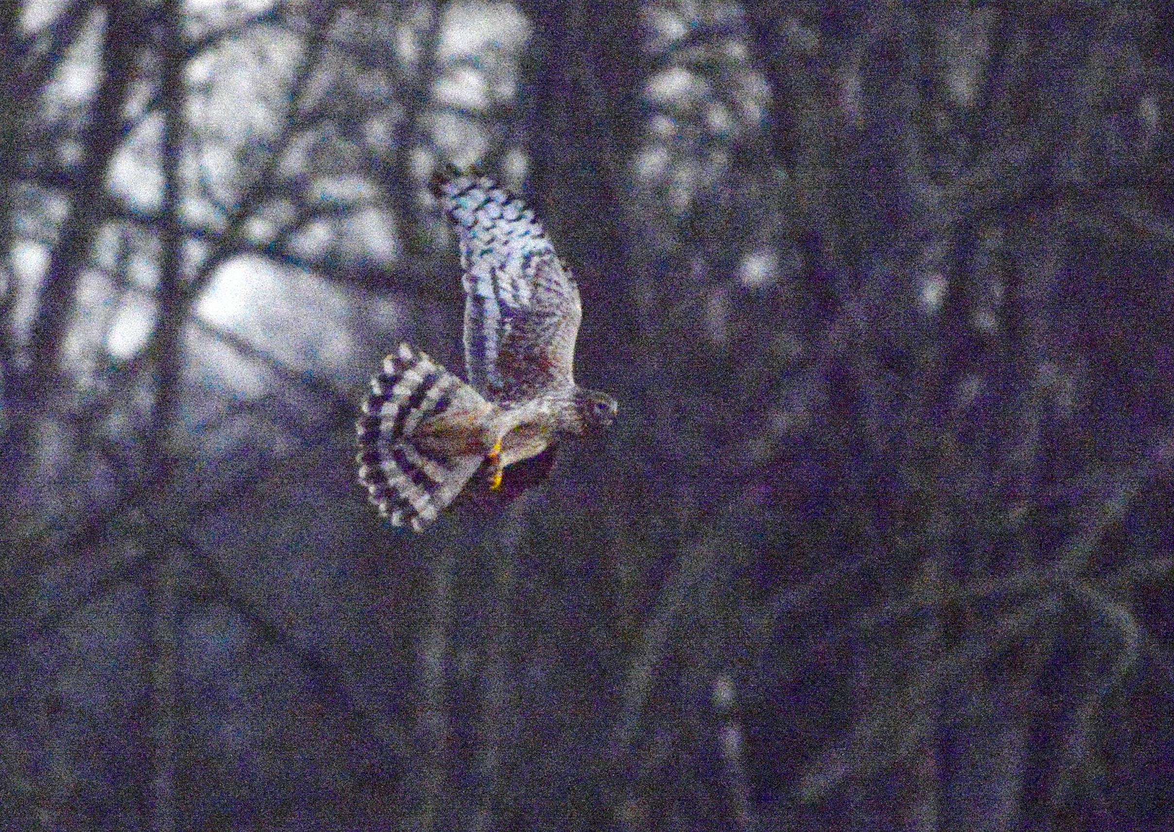 Eleven Marsh harriers a female hen harrier in the afternoon roost