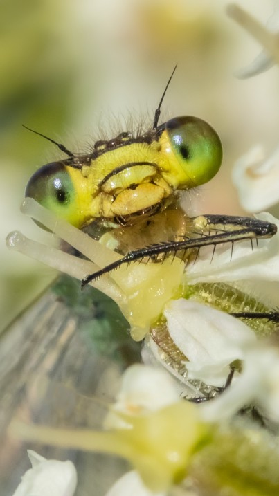 Lyn Ibbitson-Elks Damselfly