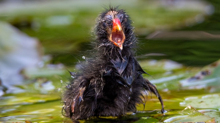 Lesley Barker Moorhen Chick