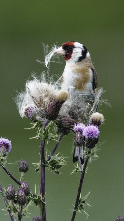 Stuart Bryan Goldfinch