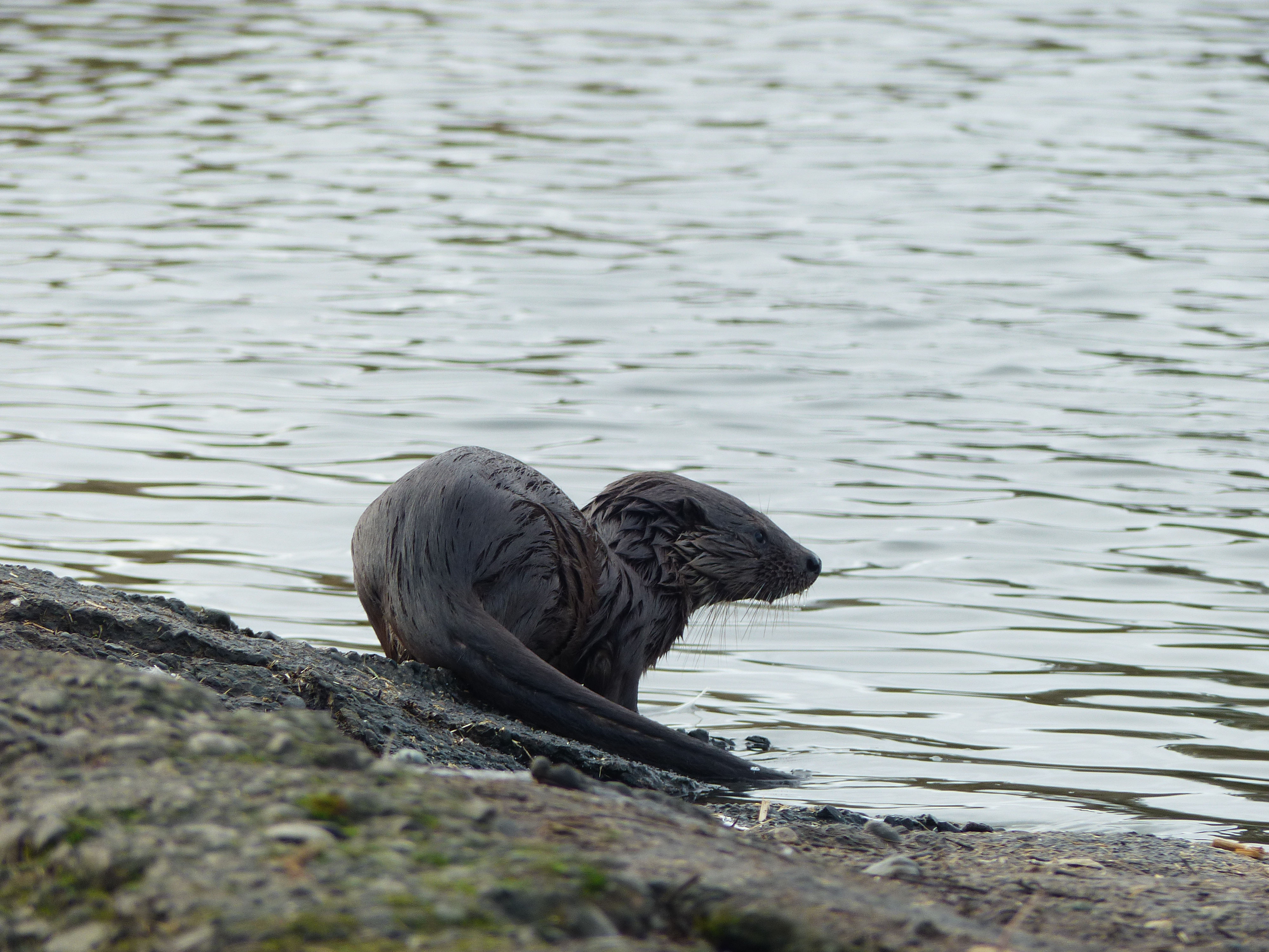 Otterly cute!