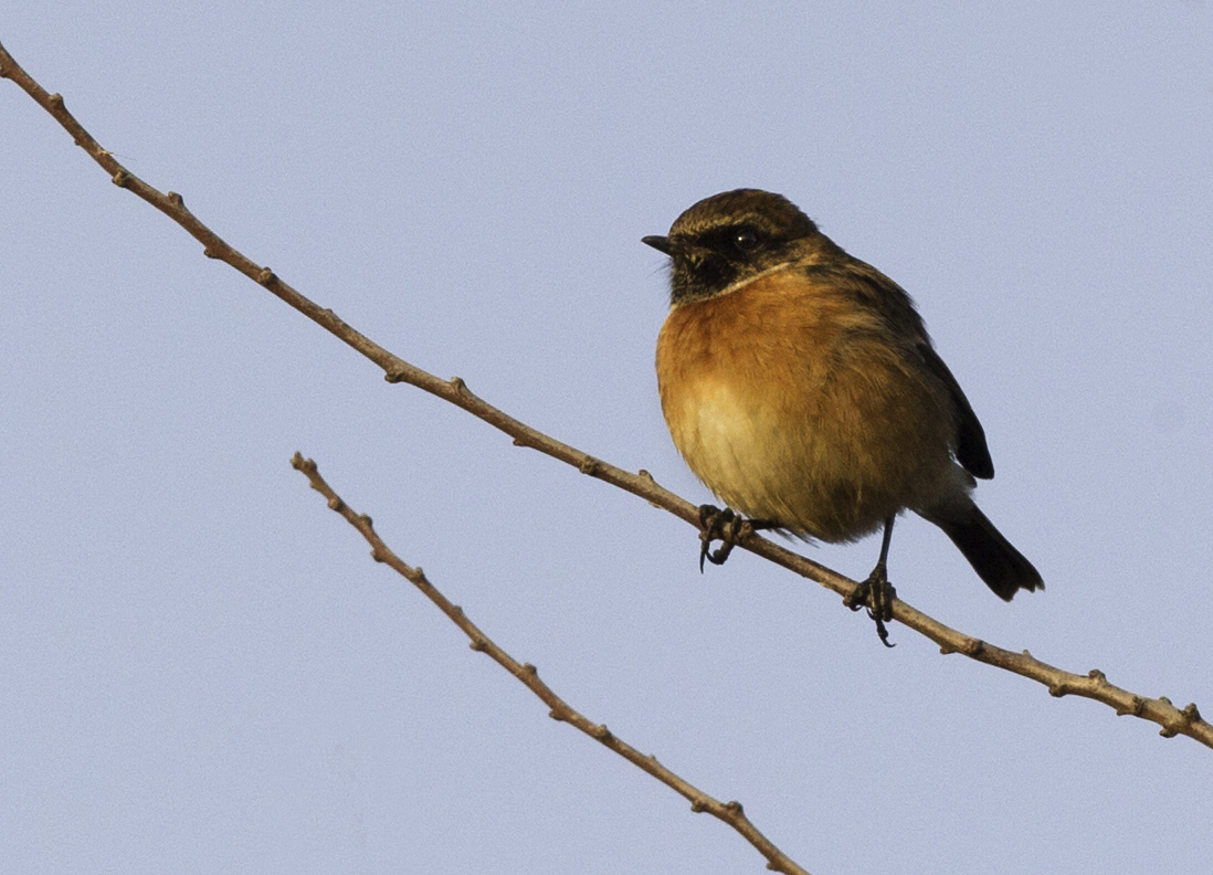 Wildlife sightings for 22nd September 2022