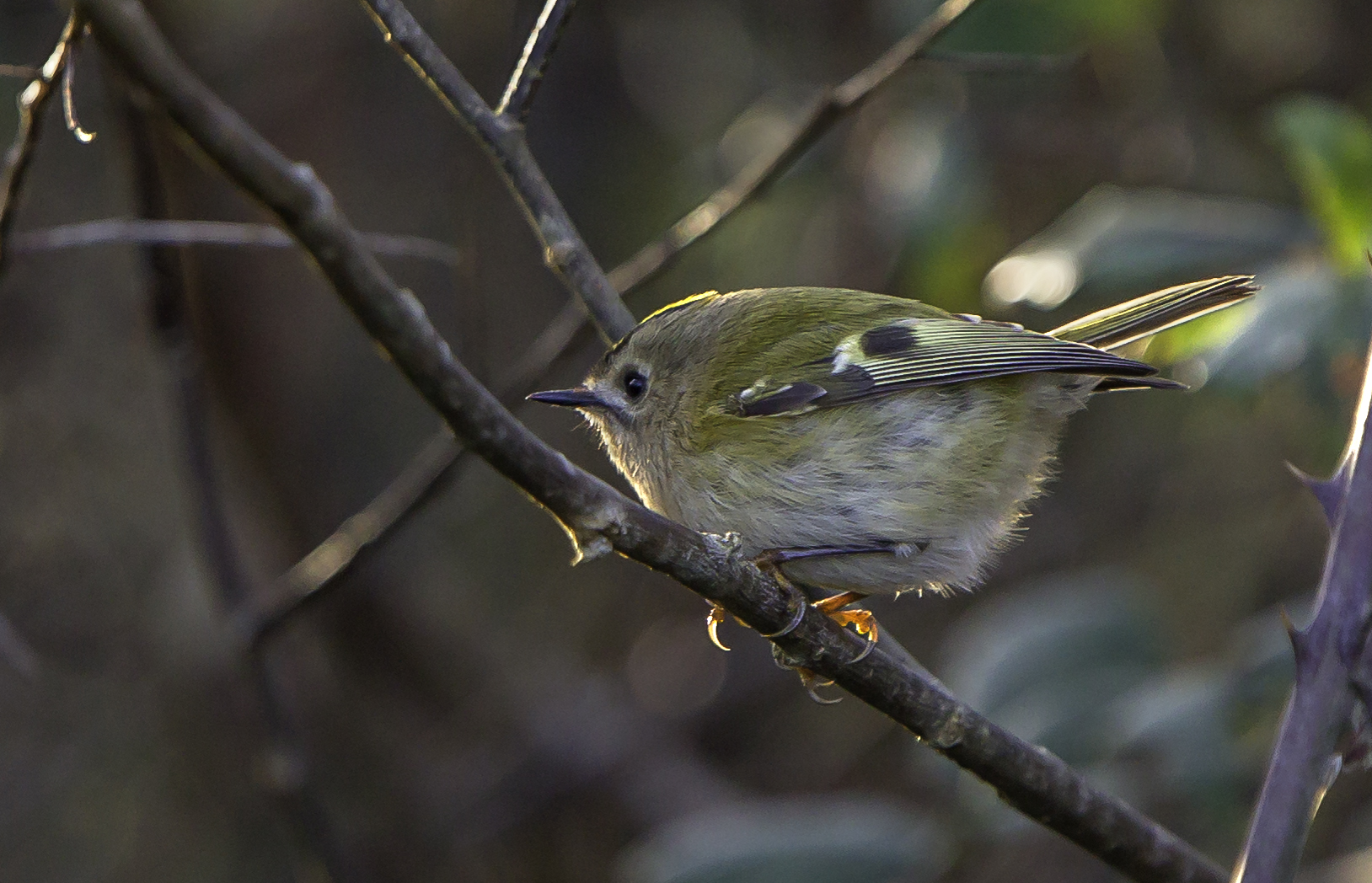 Abundance of goldcrests and a few firecrest too 