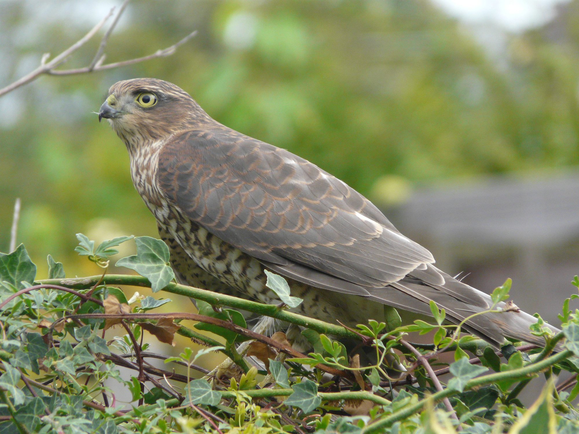 Wildlife sightings for 28th December 2022