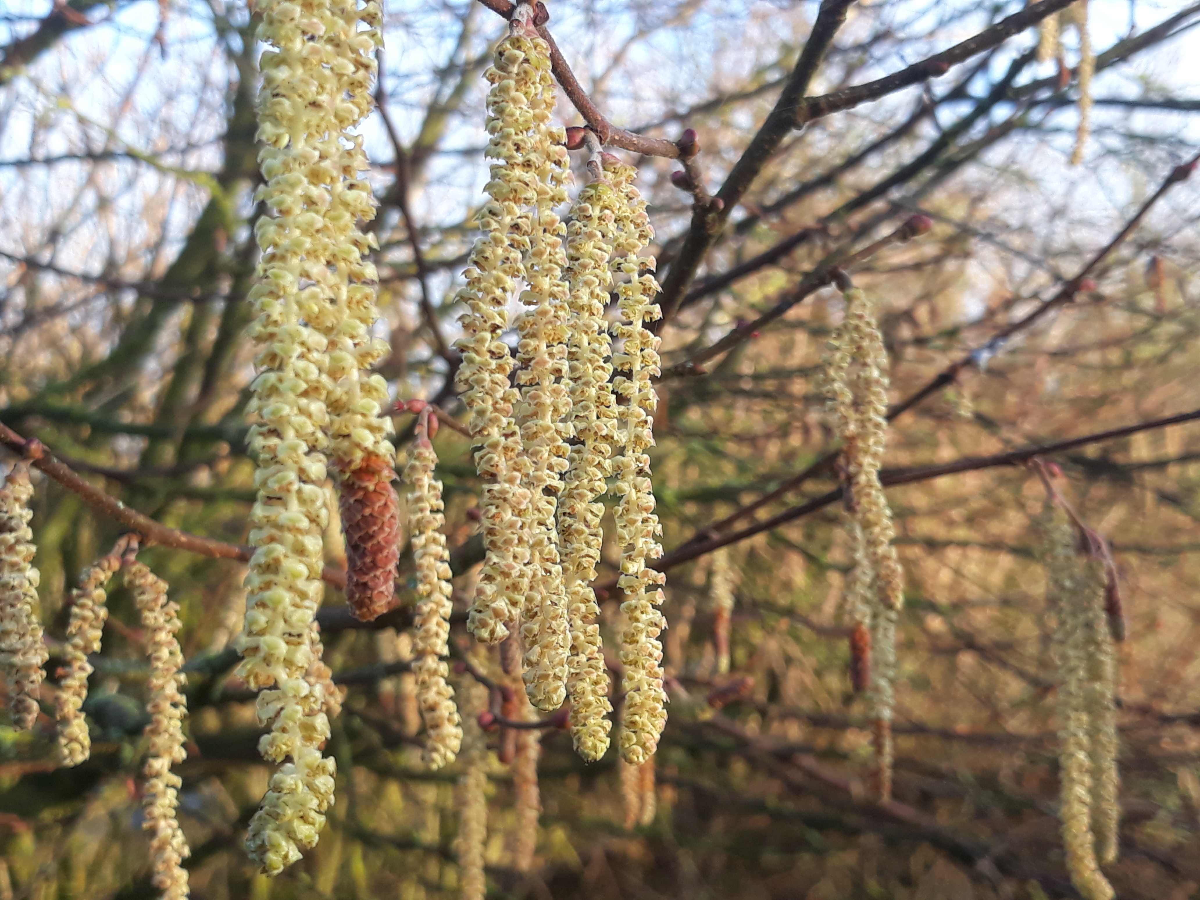 Hazel Catkins and Hen Harrier