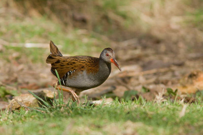 Recent Sightings 22nd - 24th January