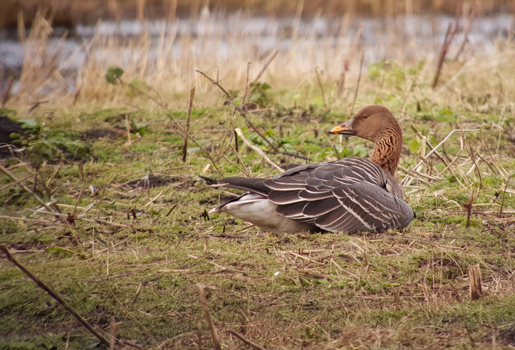 Great Birding