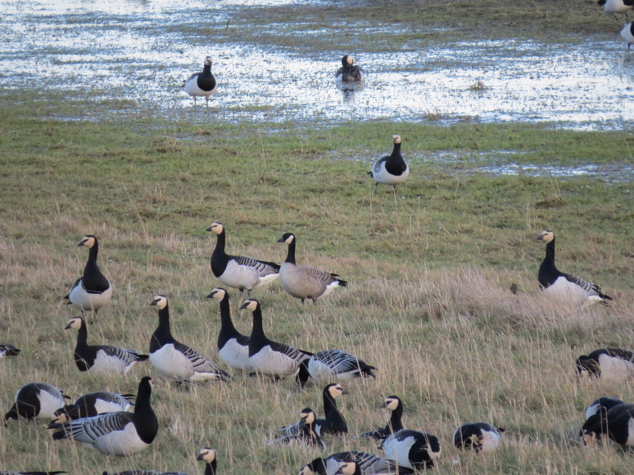 Richardson's Canada Goose