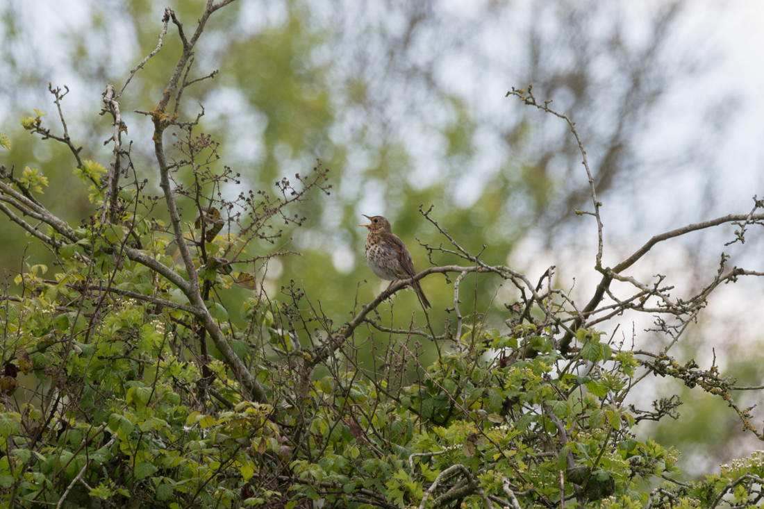 Several pairs of Song Thrush in full song