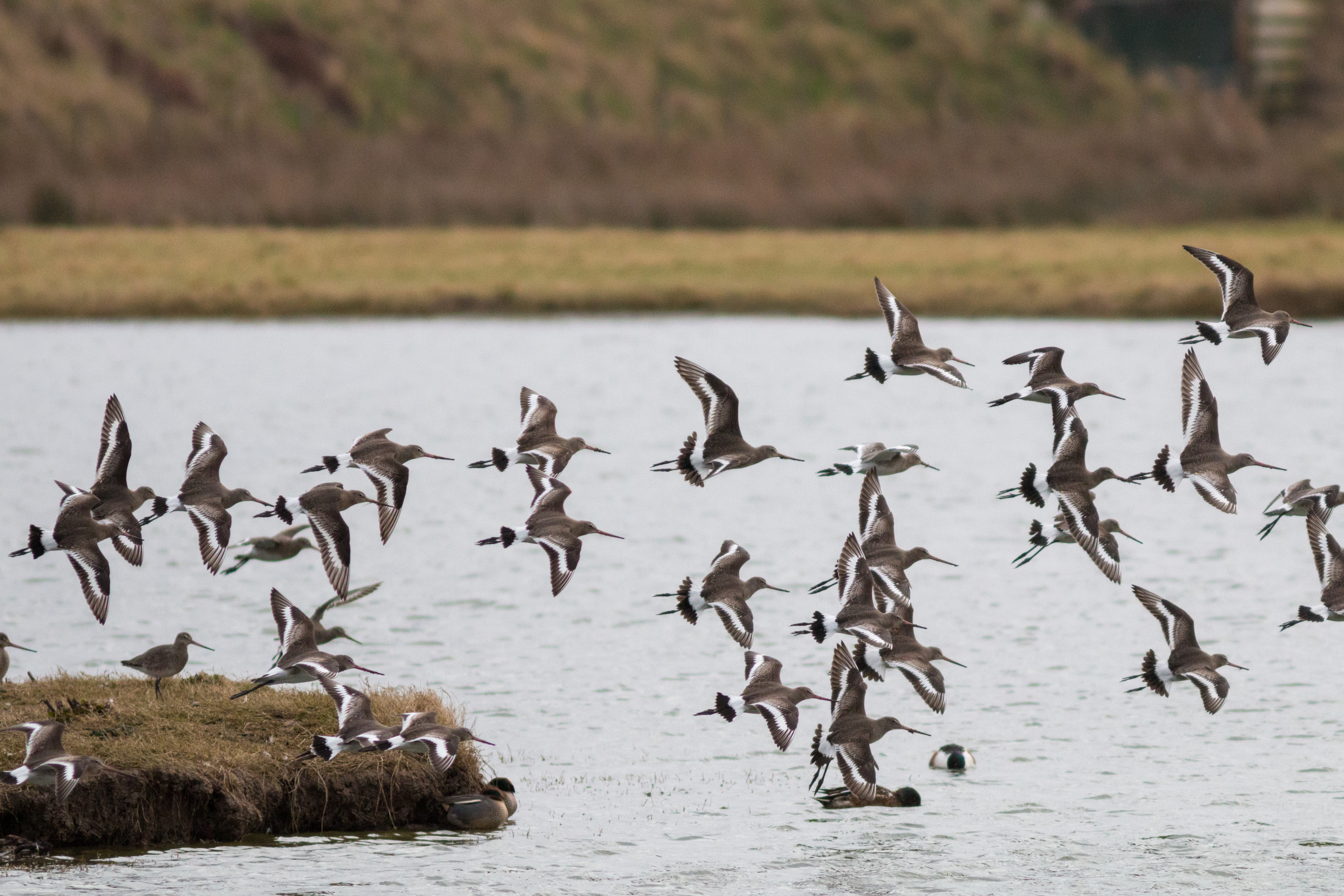 Recent Sightings - 3rd February 2020