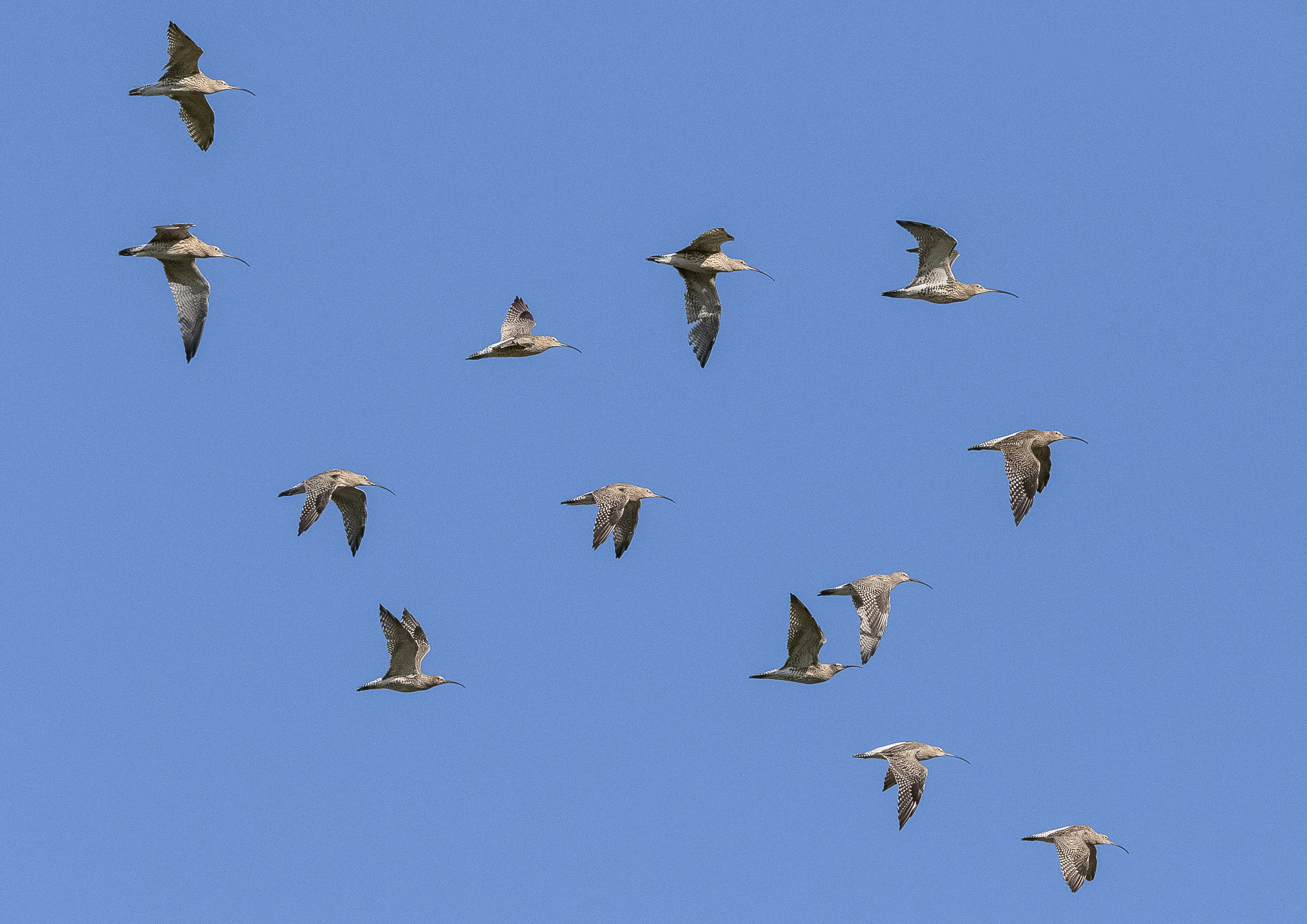 Waders starting to drop in