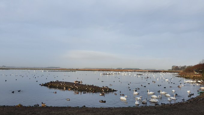 Avocets return