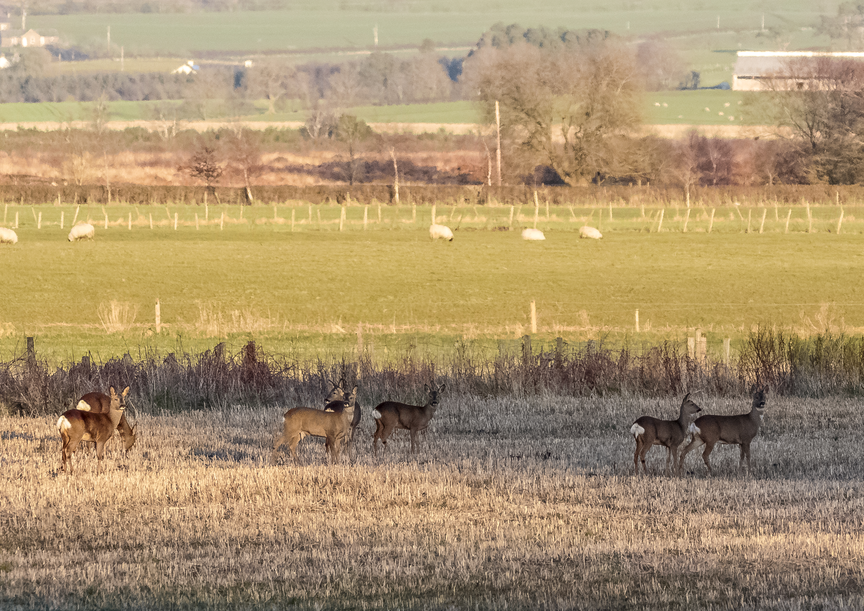 Roe Deer